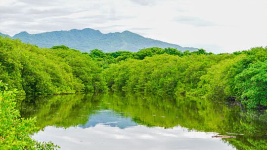 Green landscape and estuary near Playa La Lancha in Punta Mita