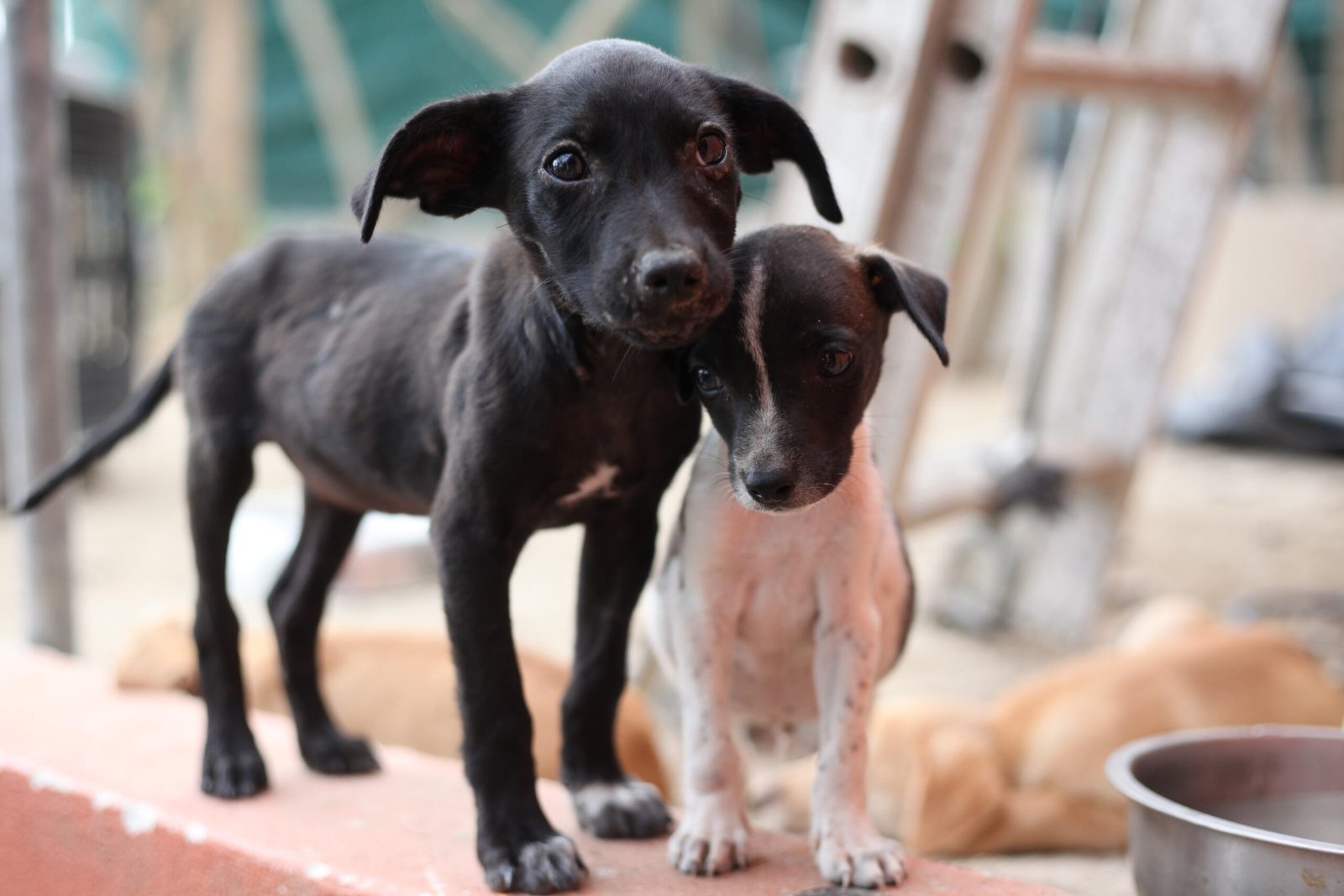 Adopt one of this good girls and boys who are perfect for their human!