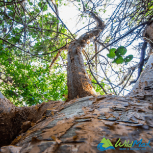 Hiking trails in Punta Mita