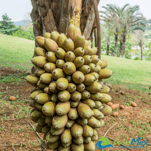 Cohune Palm Seed Cluster native to Mexico and parts of Central America Cohune Palm Seed Cluster native to Mexico and parts of Central America