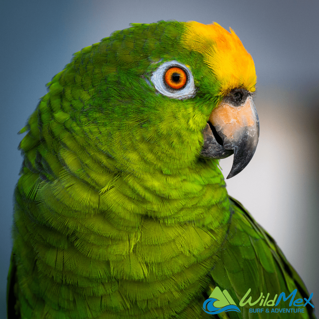 Flying in flocks, these parrots are fascinating to observe and quite commonly spotted during Hiking Trails in Punta Mita and San Pancho Volando en bandadas, estos loros son fascinantes de observar y muy comúnmente visto durante las rutas de senderismo en Punta Mita y San Pancho