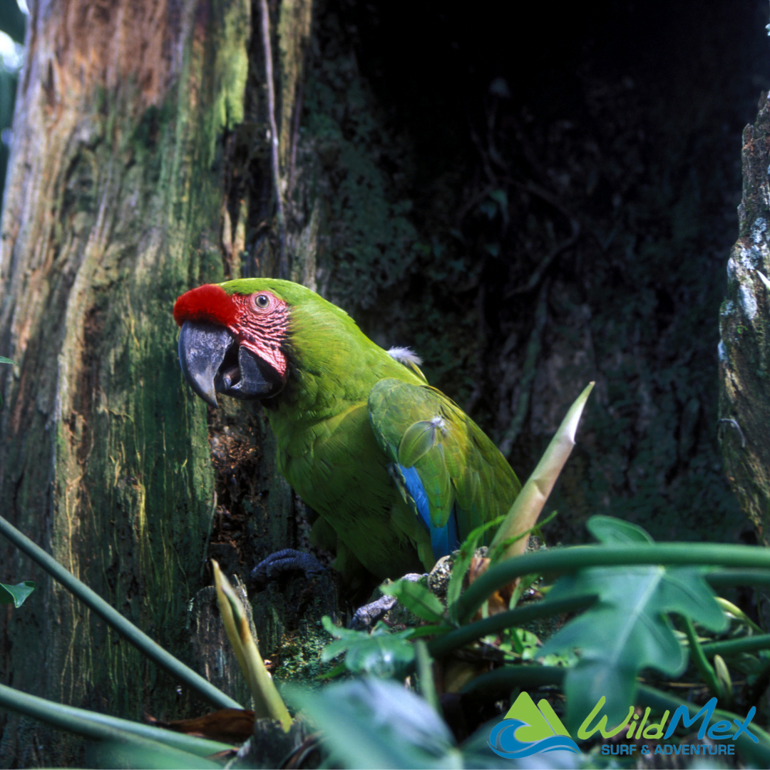 Hard to spot but must-see Macaws double the joy on Jungle Hikes in Sayulita Las guacamayas, difíciles de ver, duplican la alegría en las caminatas por la selva en Sayulita