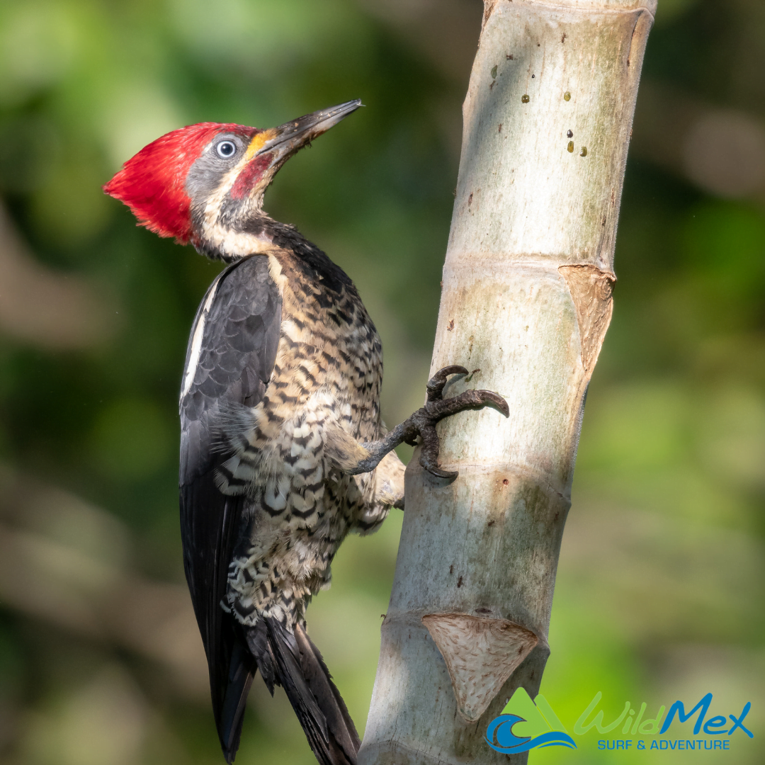 Spot the Lineated Woodpecker on trees during your Jungle Hikes in Punta Mita Descubre al pájaro carpintero alineado en los árboles durante tus caminatas por la selva en Punta Mita