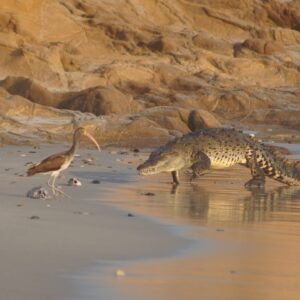 Are you picky about what’s on your plate? Our local crocs aren’t! But, what do these big guys have for lunch? This is a question we see all the time - and don’t worry, you’re not on the list! Typically, the La Lancha crocodiles feed on nearby fish, birds, and anything else they can find in the mangroves. These creatures don’t have a complicated shopping list! It’s all about ease and searching the mangroves for food.