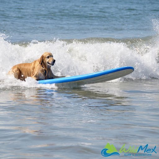 Don’t wanna be in the dog house? When learning to Surf in Mexico, learn surfing etiquette first! Don’t wanna be in the dog house? When learning to Surf in Mexico, learn surfing etiquette first!