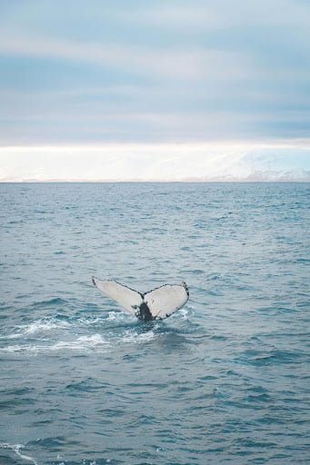 Surfing and Whales: Whale Watching at La Lancha, Punta de Mita
Surfing and Whales: Whale Watching at La Lancha, Punta de Mita