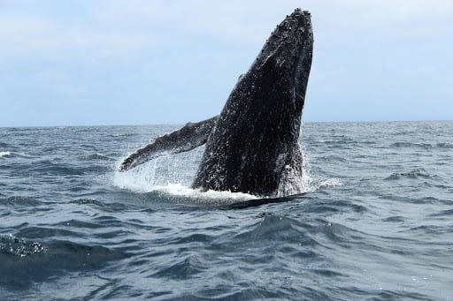 Surfing and Whales: Whale Watching at La Lancha, Punta de Mita
Surfing and Whales: Whale Watching at La Lancha, Punta de Mita