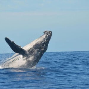 Surfing and Whales: Whale Watching at La Lancha, Punta de Mita