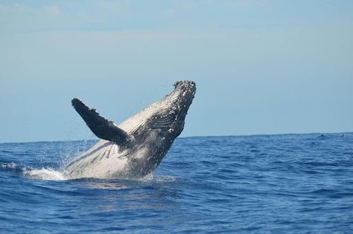 Surfing and Whales: Whale Watching at La Lancha, Punta de Mita
Surfing and Whales: Whale Watching at La Lancha, Punta de Mita